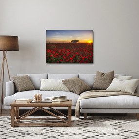 Obraz lúky s vlčími makmi (70x50 cm)