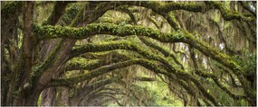 Obraz - Oaks Avenue, Charleston, Južná Karolína, USA (120x50 cm)