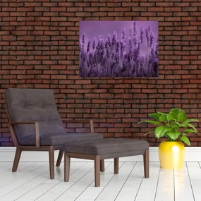 Obraz - Levanduľa (70x50 cm)