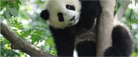 Obraz - Panda na strome (120x50 cm)
