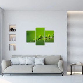 Obraz zelenej šišky (90x60 cm)