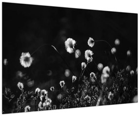 Obraz - Lúka s cottongrass N⁰1 (90x60 cm)