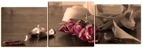 Obraz na plátne - Tri tulipány - panoráma 5144FD (150x50 cm)