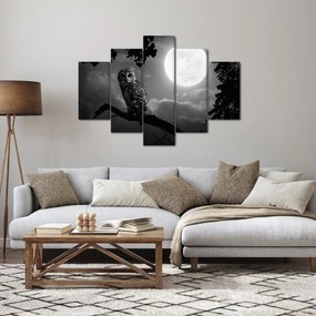 Obraz - Nočná sova, čiernobiela (150x105 cm)