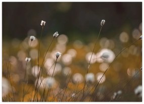 Sklenený obraz - Lúka s cottongrass N⁰2 (70x50 cm)