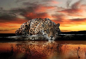 Fototapeta - Jaguár (152,5x104 cm)