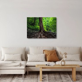 Sklenený obraz - Starý strom s koreňmi (70x50 cm)