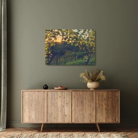 Sklenený obraz - Vinice (70x50 cm)
