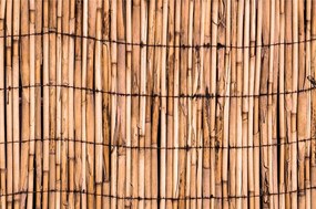 Fototapeta exotický bambus - 150x100