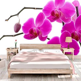 Sablio Tapeta Fialové Orchidey - 208x125 cm