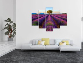 Obraz - Levanduľové pole (150x105 cm)