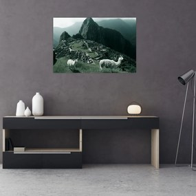 Obraz - Lamy na Machu Picchu v Peru (90x60 cm)