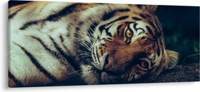 Obraz - Tiger Sibírsky (120x50 cm)