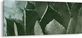 Obraz - Zelená agáve (120x50 cm)