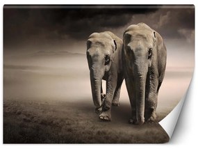 Fototapeta, Sloní pár zvířat - 250x175 cm