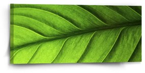 Sablio Obraz List - 110x50 cm