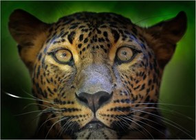 Obraz - Portrét leoparda, Sri Lanka (70x50 cm)