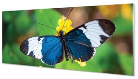 Obraz na akrylátovom skle Farebný motýľ na kvety 120x60 cm