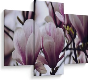 Obraz - Magnolie (90x60 cm)