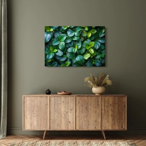 Obraz - Zelené rastliny (90x60 cm)