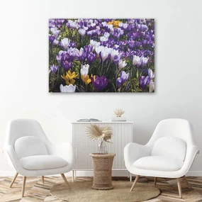 Gario Obraz na plátne Jarné šafrány na lúke Rozmery: 60 x 40 cm