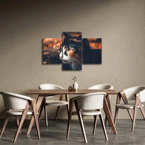 Obraz - Pohľad mačky (90x60 cm)