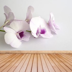 Fototapeta Vliesová Biele orchidey 104x70 cm