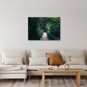 Obraz - Cesta lesom (70x50 cm)