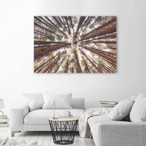 Obraz na plátně, Pine Nature Forest Green - 60x40 cm