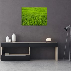 Obraz trávy (70x50 cm)