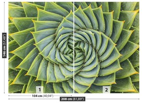 Fototapeta Vliesová Aloe symmetry 104x70 cm