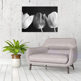 Sklenený obraz - Čiernobiele kvety tulipánov (70x50 cm)