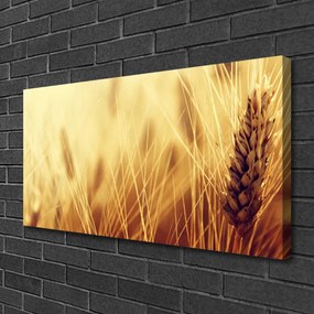 Obraz Canvas Pšenica rastlina príroda 120x60 cm