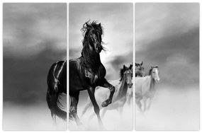 Čiernobiely obraz koňov