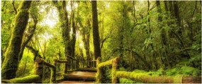 Obraz machové džungle (120x50 cm)