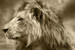Obraz africký lev v sépiovom prevedení Varianta: 120x80