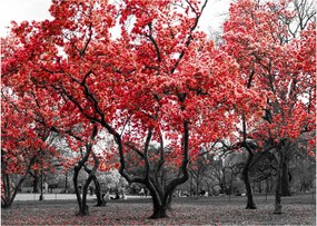 Obraz - Červené stromy, Central Park, New York (70x50 cm)
