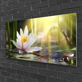 Skleneny obraz Vodné lilie slnko rybník 125x50 cm