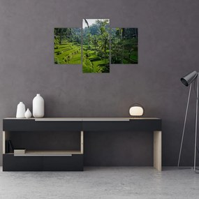 Obraz ryžových terás Tegalalang, Bali (90x60 cm)