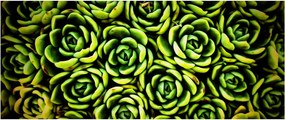 Obraz skalníc (120x50 cm)