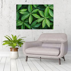 Obraz - Listy s kvapkami rosy (90x60 cm)