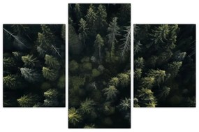 Obraz - Les (90x60 cm)