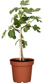 Figovník Ficus carica Napolitana stem21x100 cm