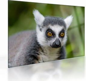 Sklenený obraz lemura (70x50 cm)