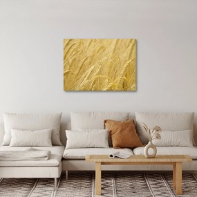 Obraz - Jačmeň (70x50 cm)