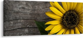 Obraz - Kvet slnečnice (120x50 cm)