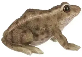Žaba z polyresinu 14cm