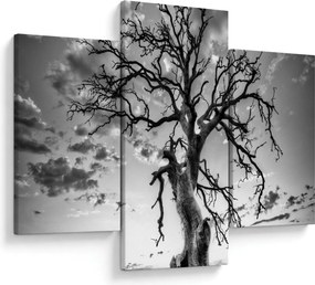 Obraz - Čiernobiely strom (90x60 cm)