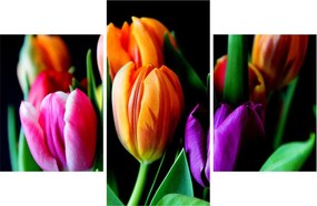 Obraz tulipánov na čiernom pozadí (90x60 cm)