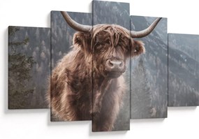 Obraz - Highlander krava (150x105 cm)